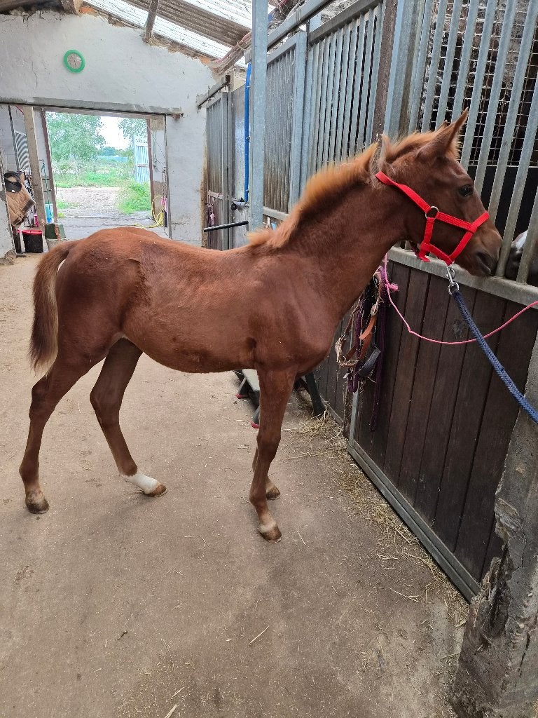Paarden, Dieren en Toebehoren, Merrie, Springpaard, Met stamboom, Zadelmak