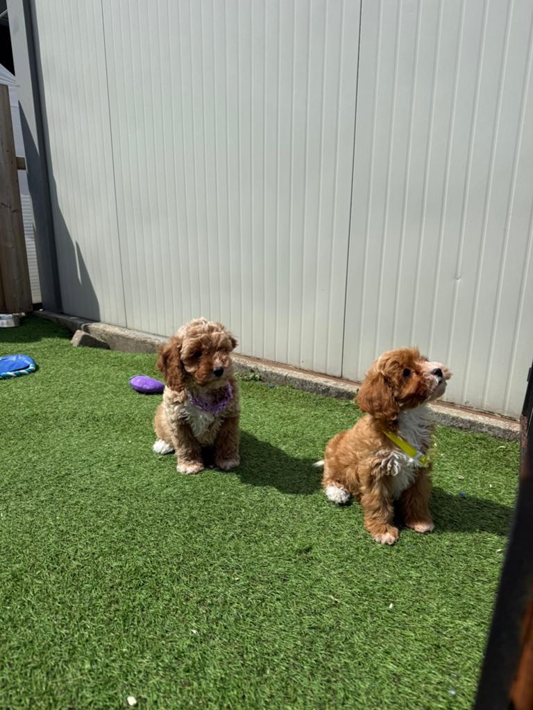 Prachtige maltipoo pups, Dieren en Toebehoren, Parvo, België, Overige rassen, 8 tot 15 weken