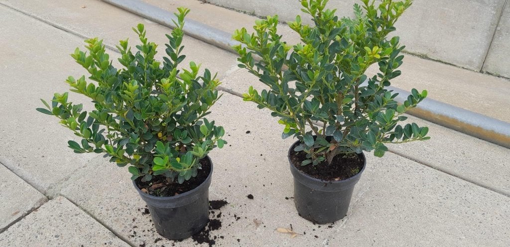 Tuinplanten, Tuin en Terras, Planten | Struiken en Hagen, Ophalen, Overige soorten, Struik, Minder dan 100 cm