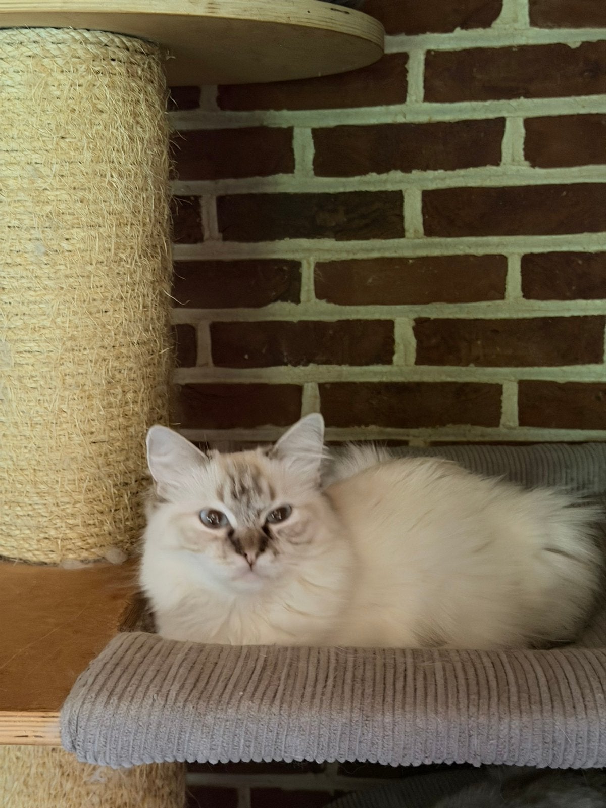 Ragdoll, Dieren en Toebehoren, 0 tot 2 jaar