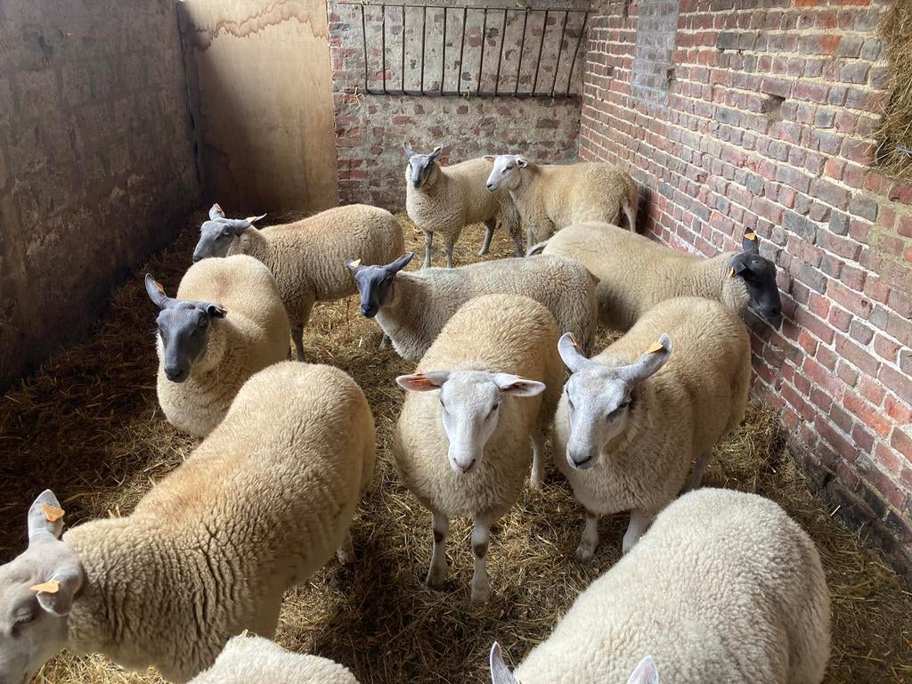 Rammen en ooien te koop