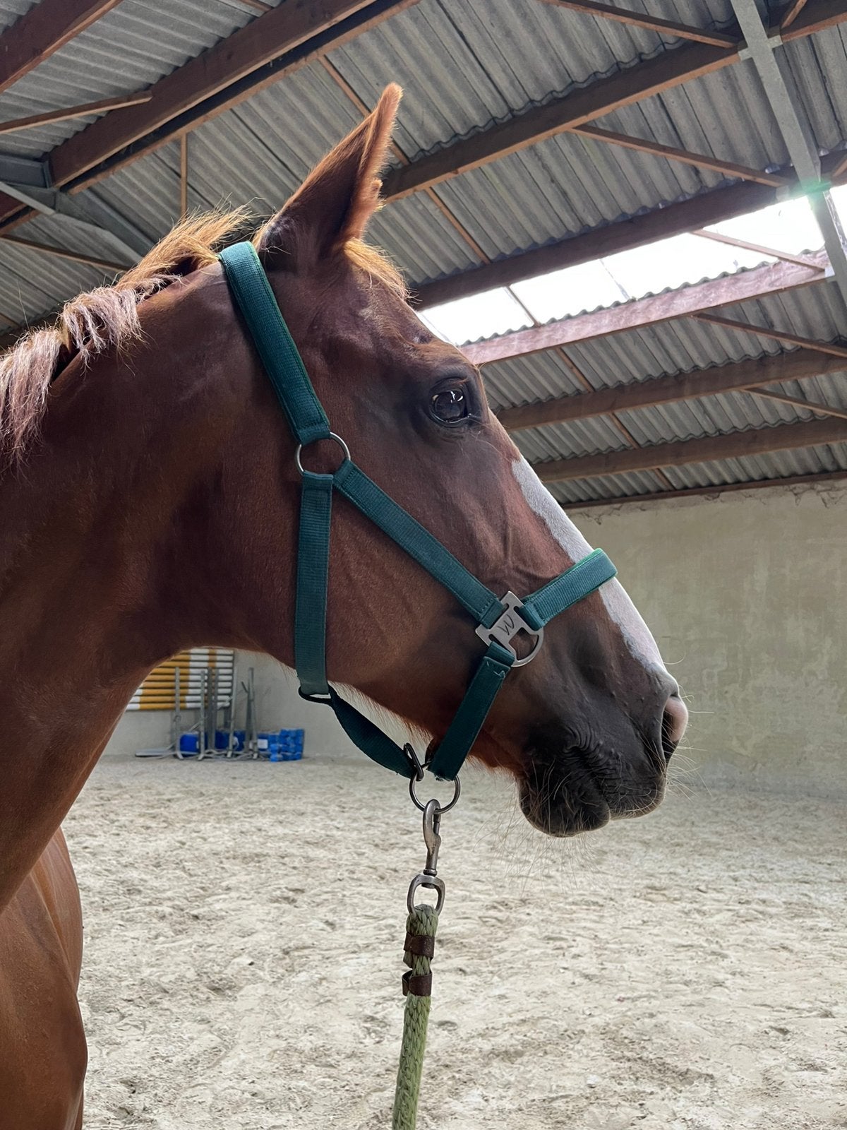 15 jarige drachte fokmerrie uit de heartbreaker moederlijn !, Dieren en Toebehoren, Paarden