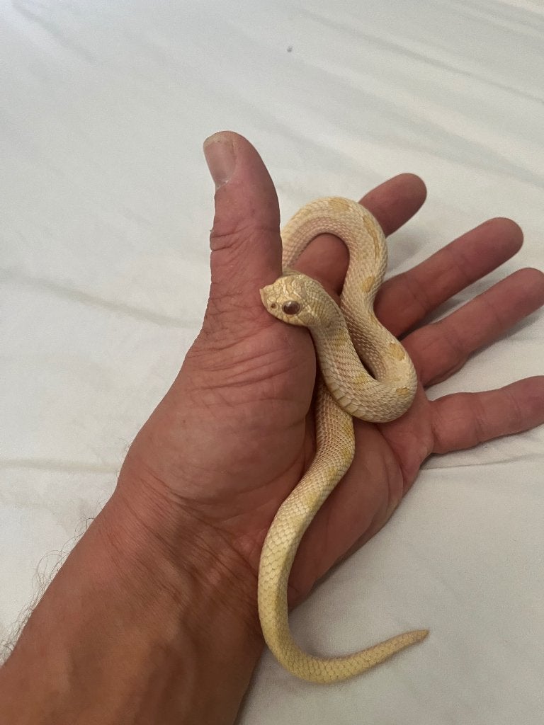 Heterodon nasicus proven breeder 1.1, Dieren en Toebehoren, Reptielen en Amfibieën
