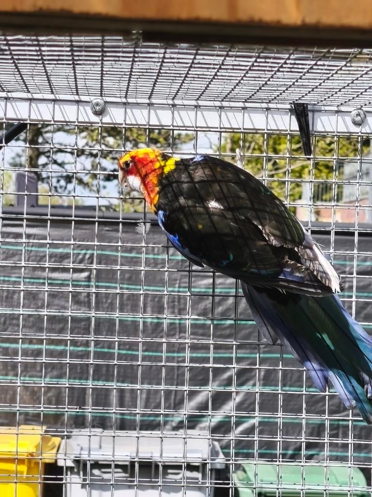 Rosella parkiet man, Dieren en Toebehoren, Vogels | Parkieten en Papegaaien, Parkiet