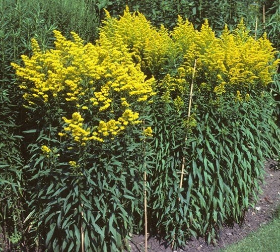 Solidago of guldenroede per 3 stuks, Ophalen, Zomer, Vaste plant
