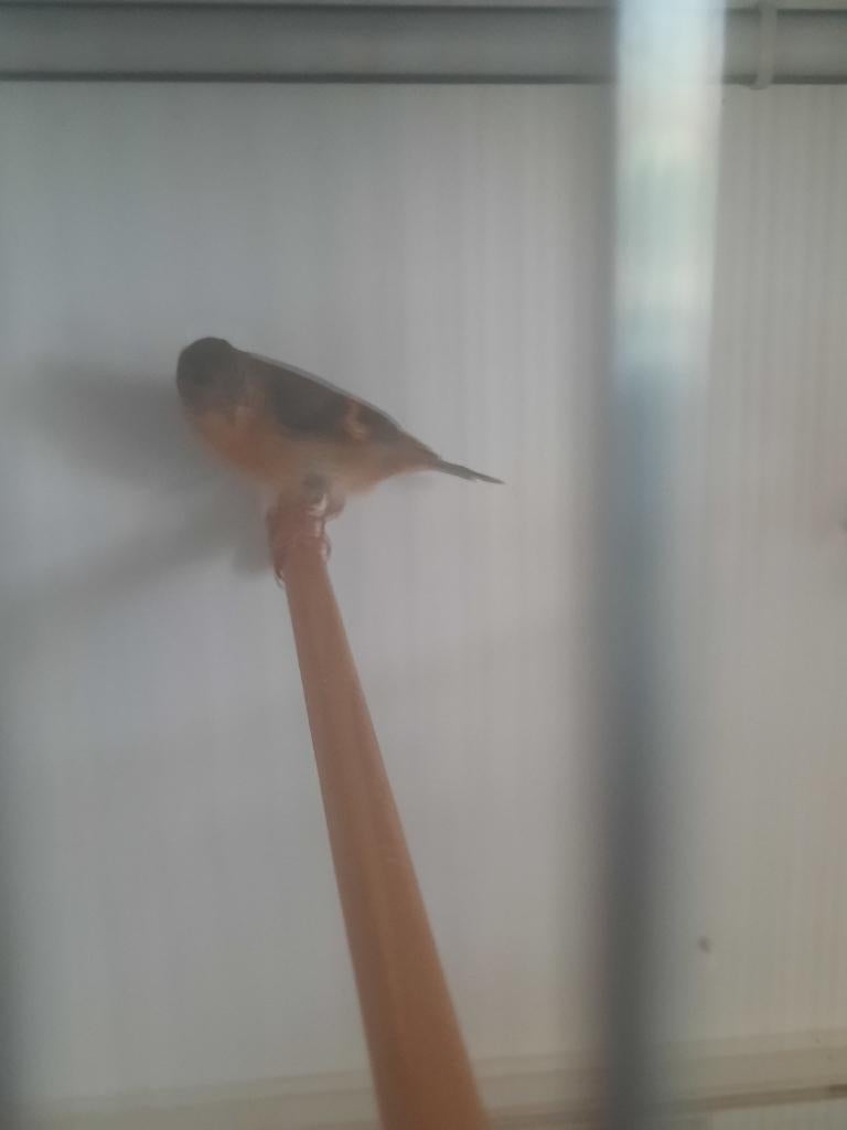 Kapoetsensijs, Dieren en Toebehoren, Vrouwelijk, Geringd