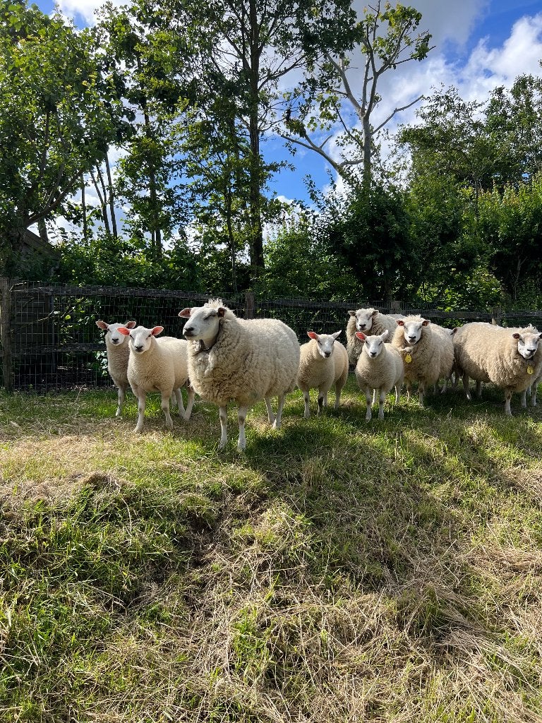 Swifter ram lammeren te koop, Dieren en Toebehoren, Mannelijk, Schaap, 0 tot 2 jaar