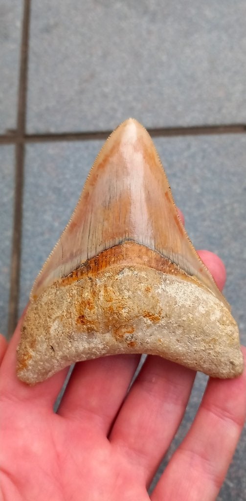 Mooie Megalodon haaientand fossiel, Enlèvement ou Envoi, Fossile