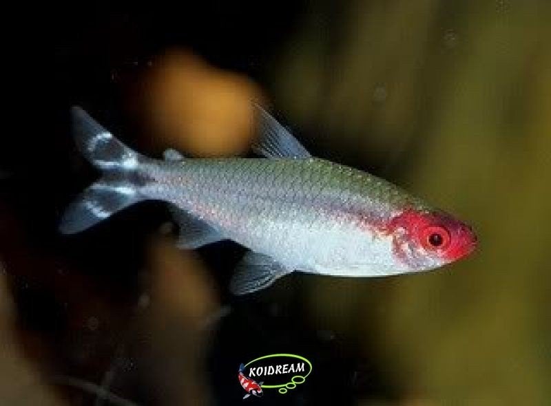 Roodkopzalm visje - aquariumvisje, Poisson d'eau douce