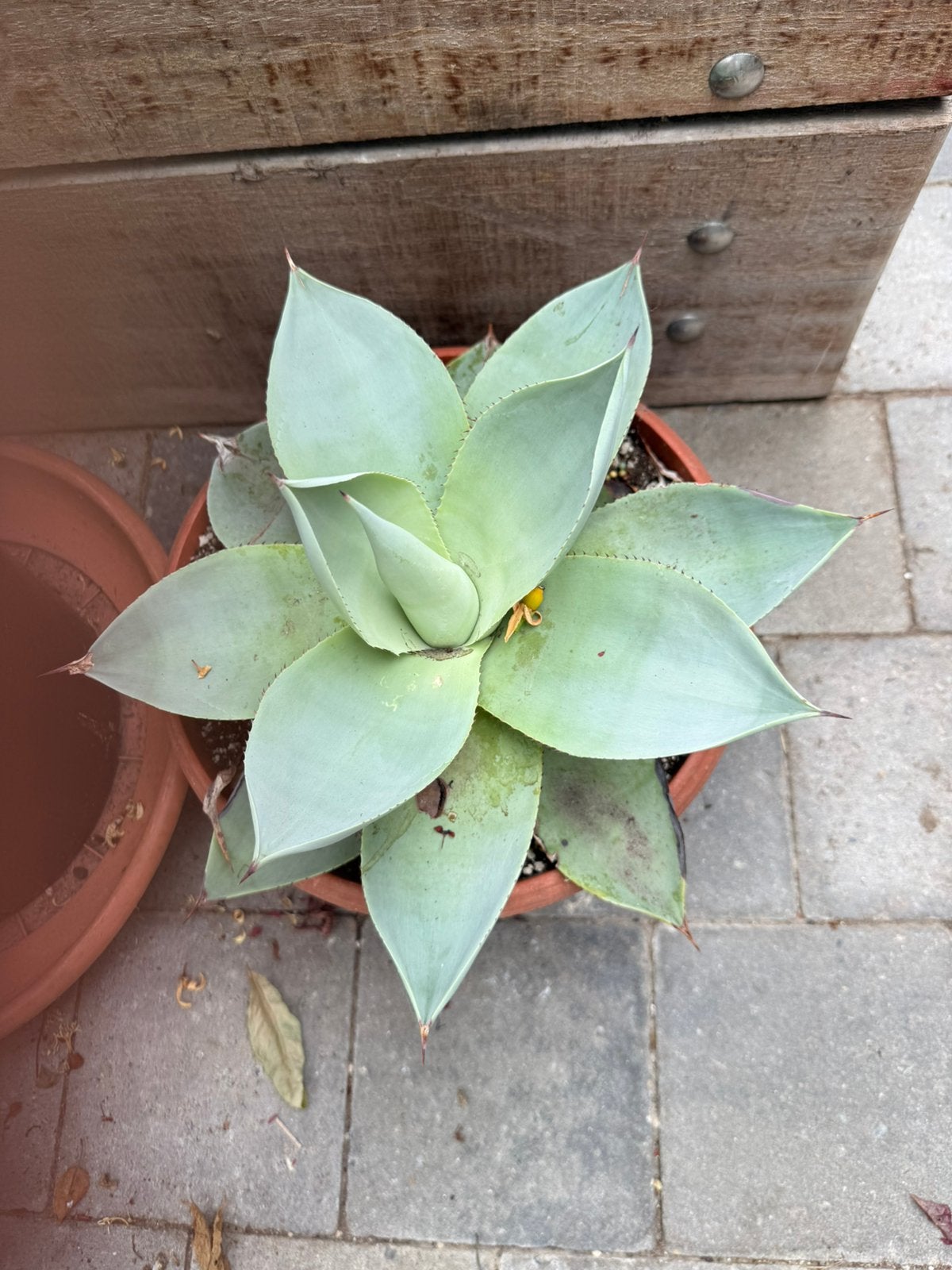 Agave en cactussen, Ophalen