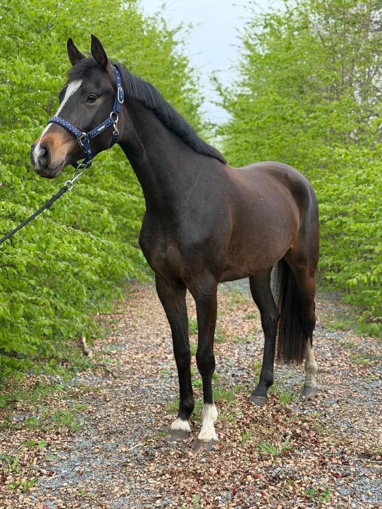 Prijsdaling 4-jarige merrie Next Level x Don Massimo, Dieren en Toebehoren, Merrie, Met stamboom, Dressuurpaard, 3 tot 6 jaar