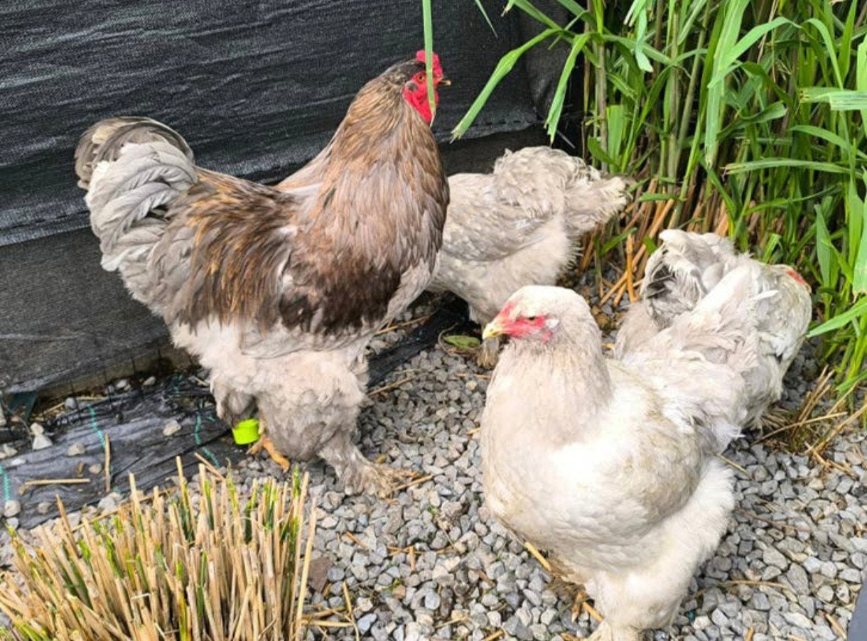 3 Lavender brahma hennen en blauwe haan, Dieren en Toebehoren, Pluimvee