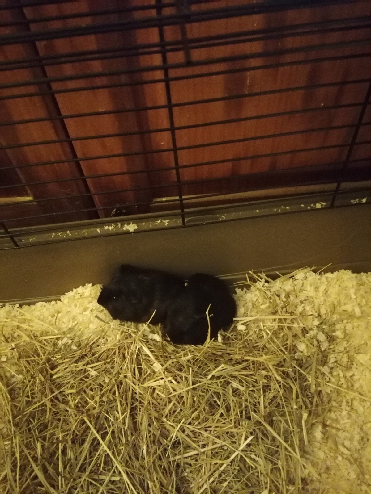 2 cavia's beertjes broertjes, Dieren en Toebehoren, September, Mannelijk, Cavia