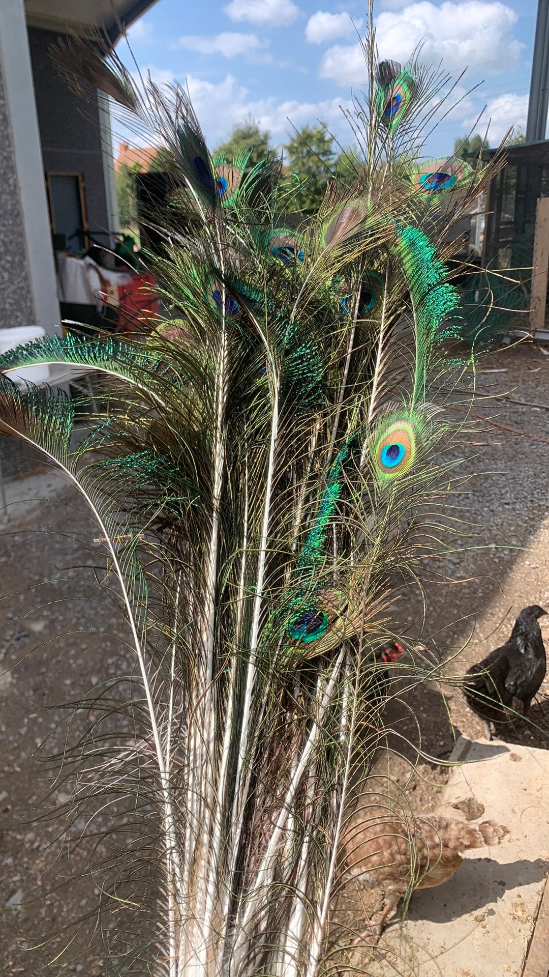 Plumes de paon