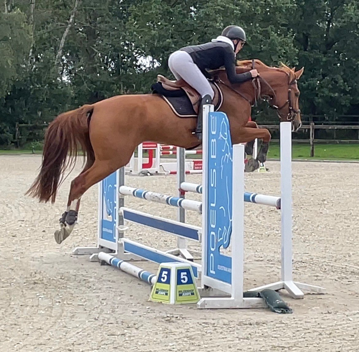 Veelbelovende Galloway, Dieren en Toebehoren, Springpaard, Minder dan 160 cm, Met stamboom, Ruin
