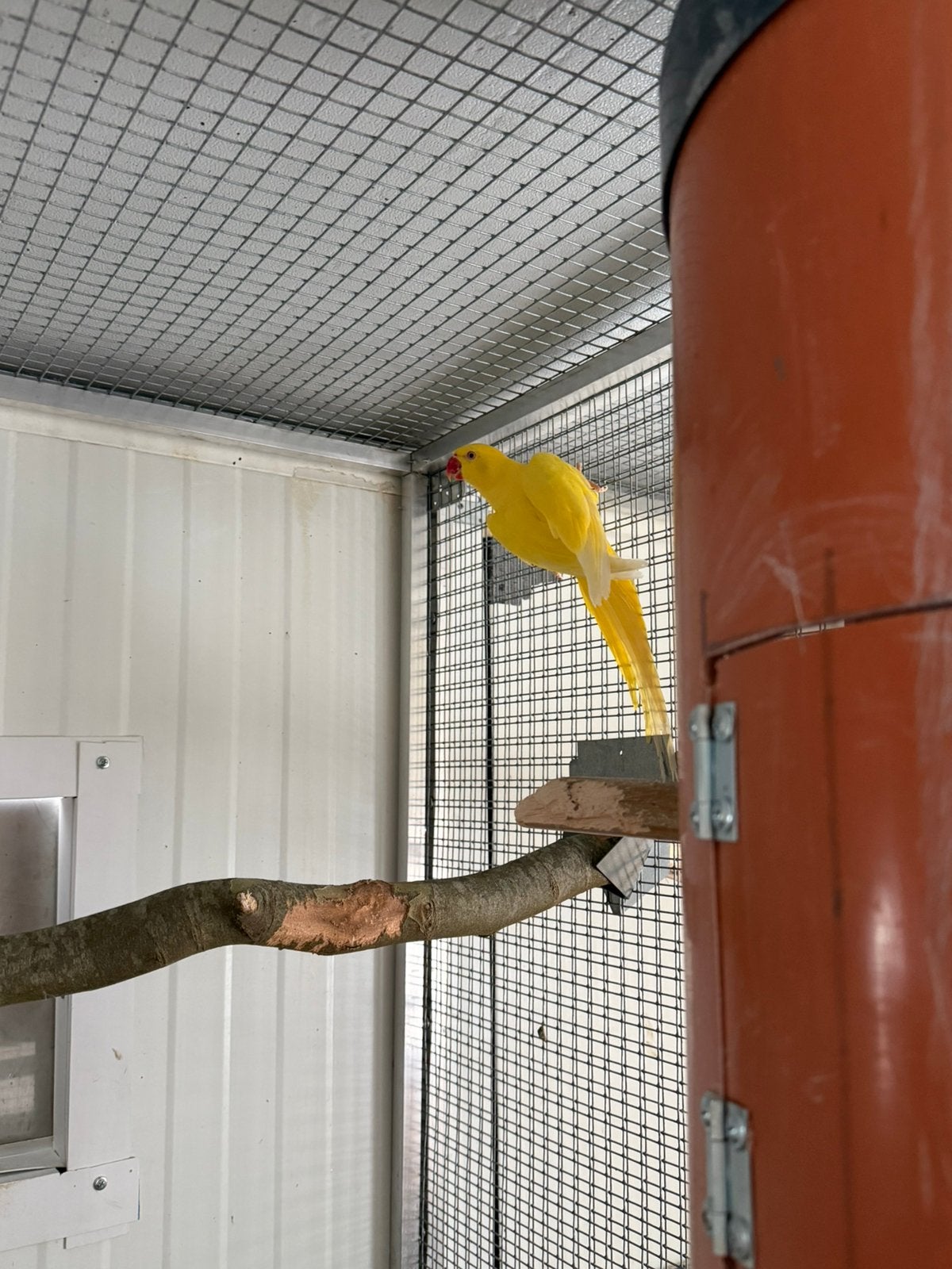 Halsband parkiet pop, Vrouwelijk, Parkiet, Geringd