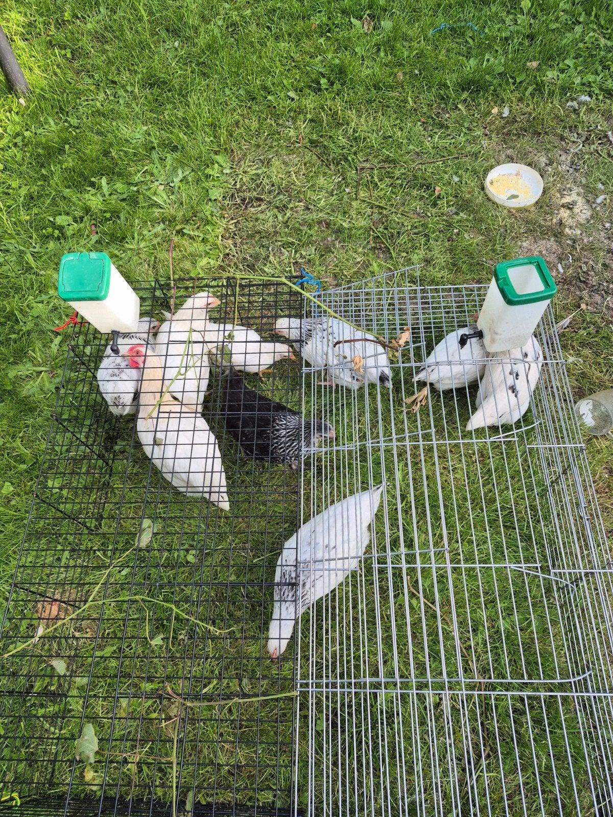 Poussin a vendre, Animaux & Accessoires