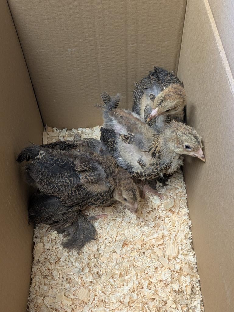 Brahma goudpatrijs, Dieren en Toebehoren