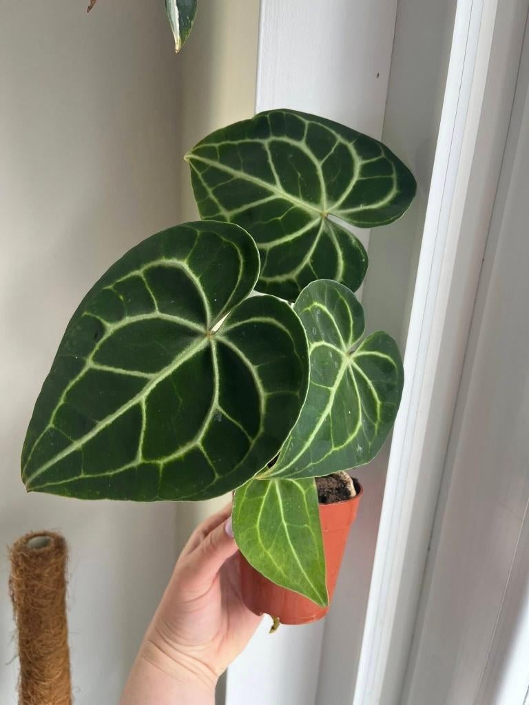 Anthurium Clarinervium, Maison & Meubles, Plantes d'intérieur, Enlèvement ou Envoi
