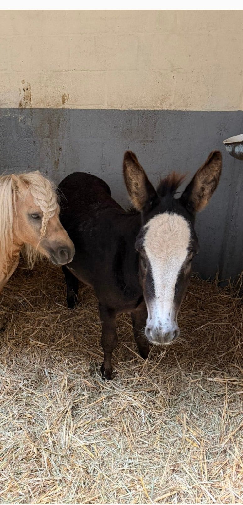 Speciaal mini-ezeltje te koop, Dieren en Toebehoren