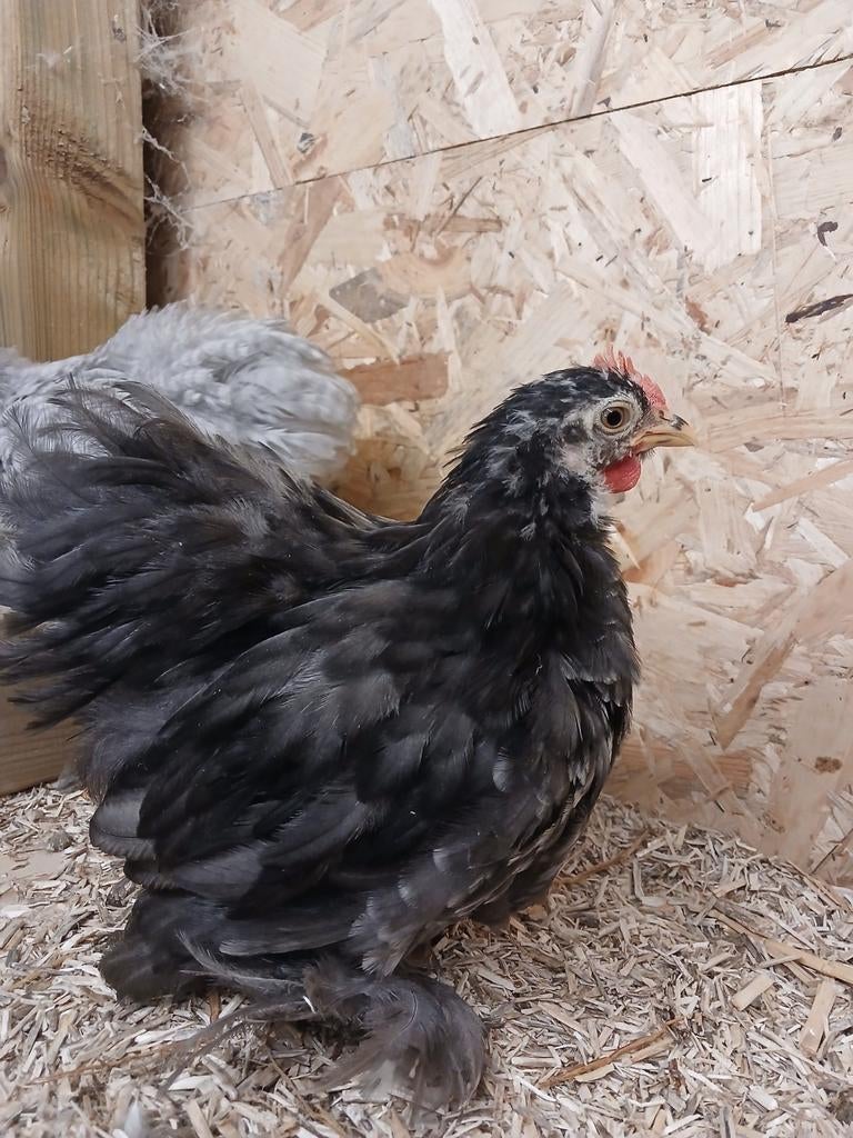 Gratis jonge cochin kriel haantjes, Dieren en Toebehoren, Pluimvee