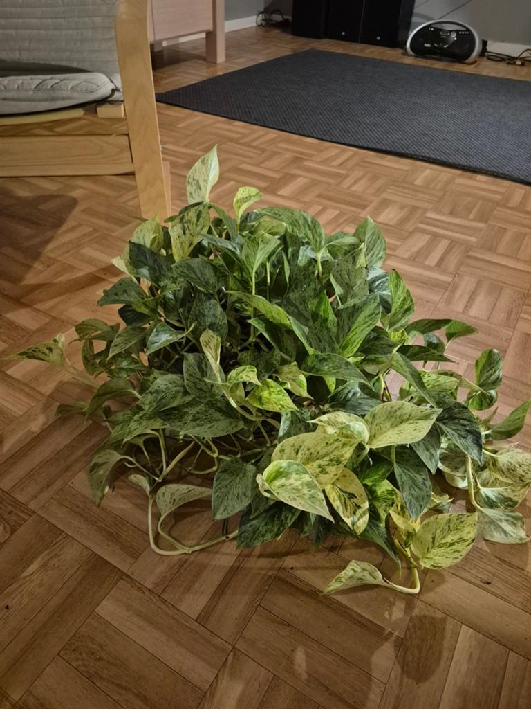 Kamerplant, Ophalen
