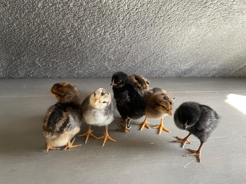Broedeieren/kuikentjes Engelse leghorn, Sexe inconnu, Poule ou poulet
