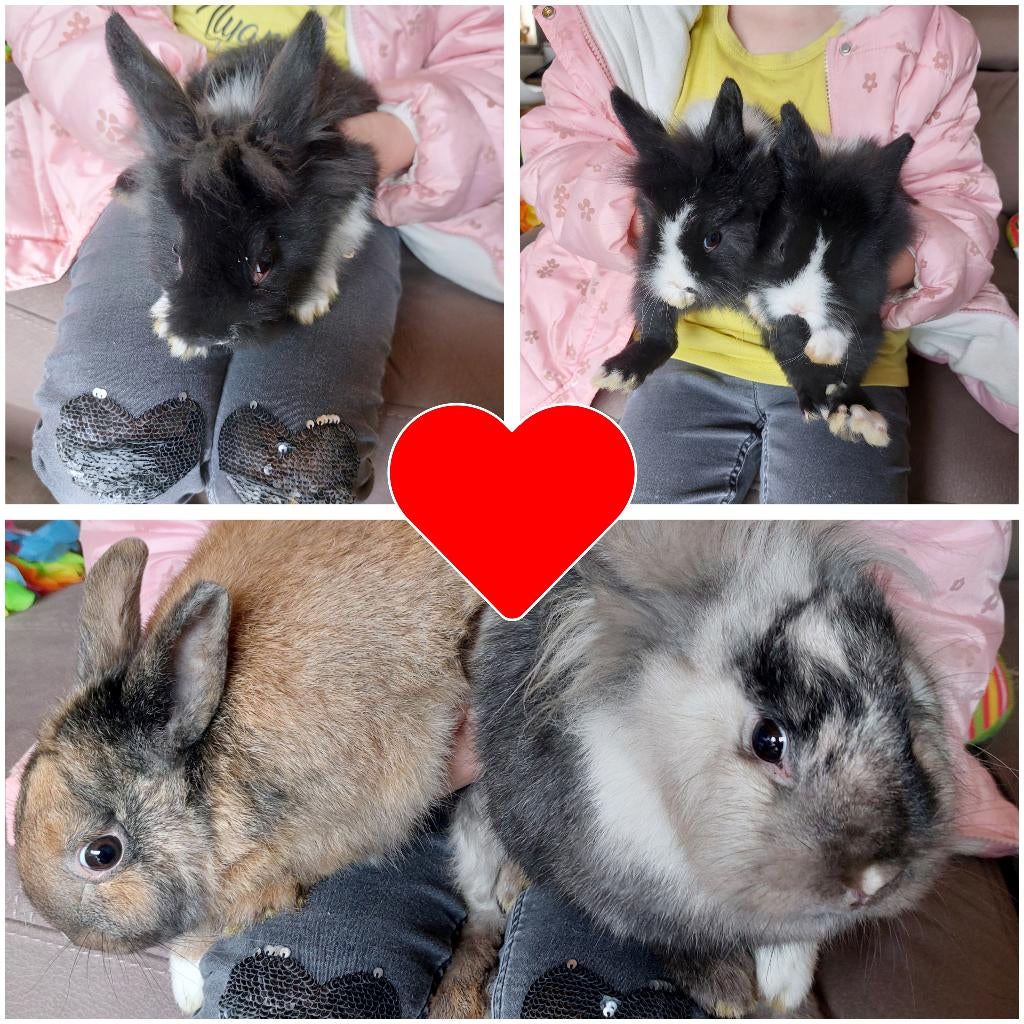 Dwergkonijntjes, Dieren en Toebehoren, Middelgroot, 0 tot 2 jaar