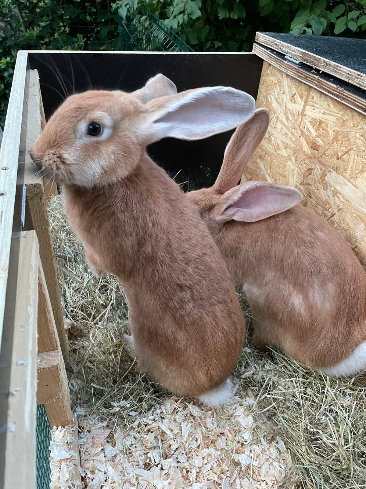 Te koop twee mooie gele Vlaamse reusjes van 2026 ingeënt, Animaux & Accessoires, Rongeurs, Avril, Plusieurs animaux, Domestique