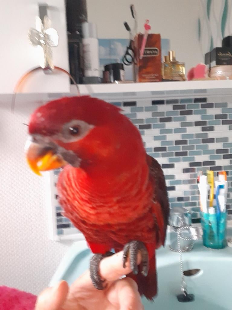 Je cherche un loriquet cardinal femelle ⚠️ n'es pas à vendre, Animaux & Accessoires, Oiseaux | Perruches & Perroquets