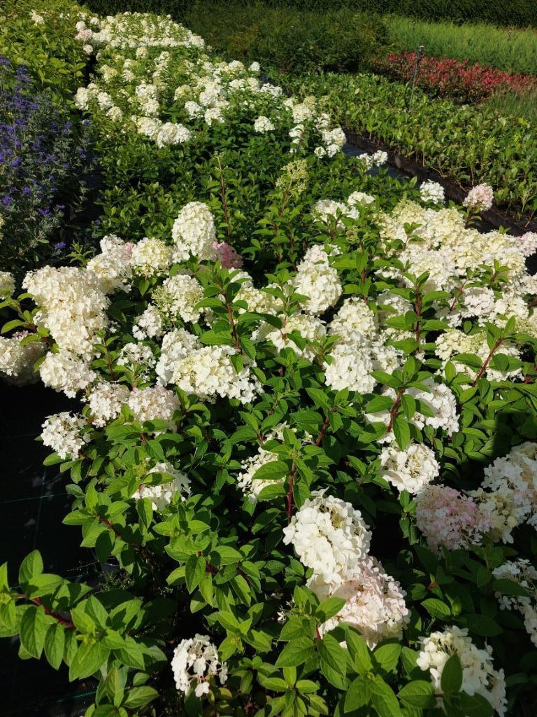 Pluimhortensia (Grandiflora  Bobo, Phantom, Limelight), Tuin en Terras, Vaste plant, Halfschaduw, Zomer, Ophalen