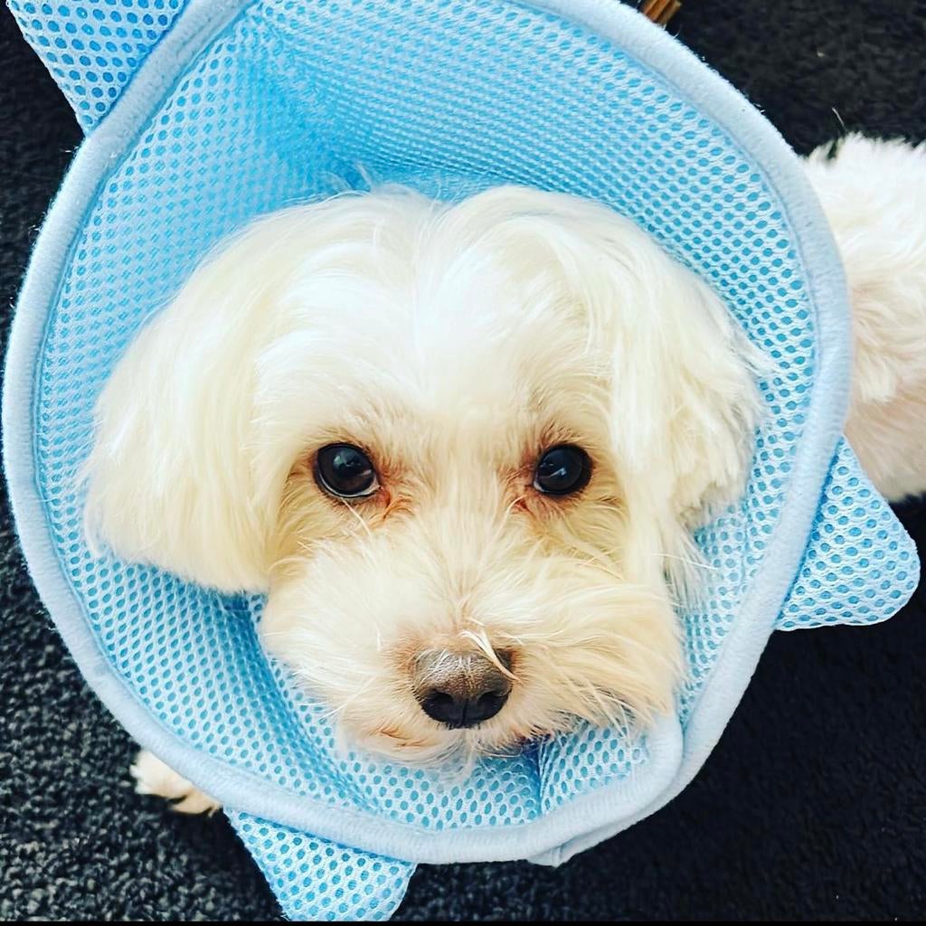 Baby shark anti-bite collar for small dog/cat hond, Ophalen