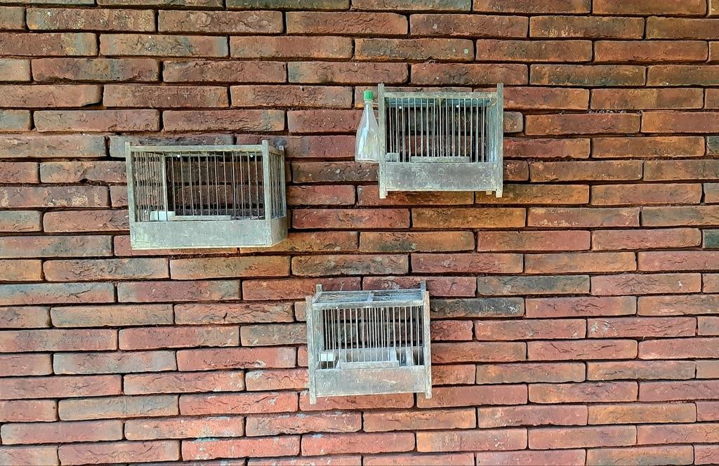 Cages à oiseaux, Enlèvement