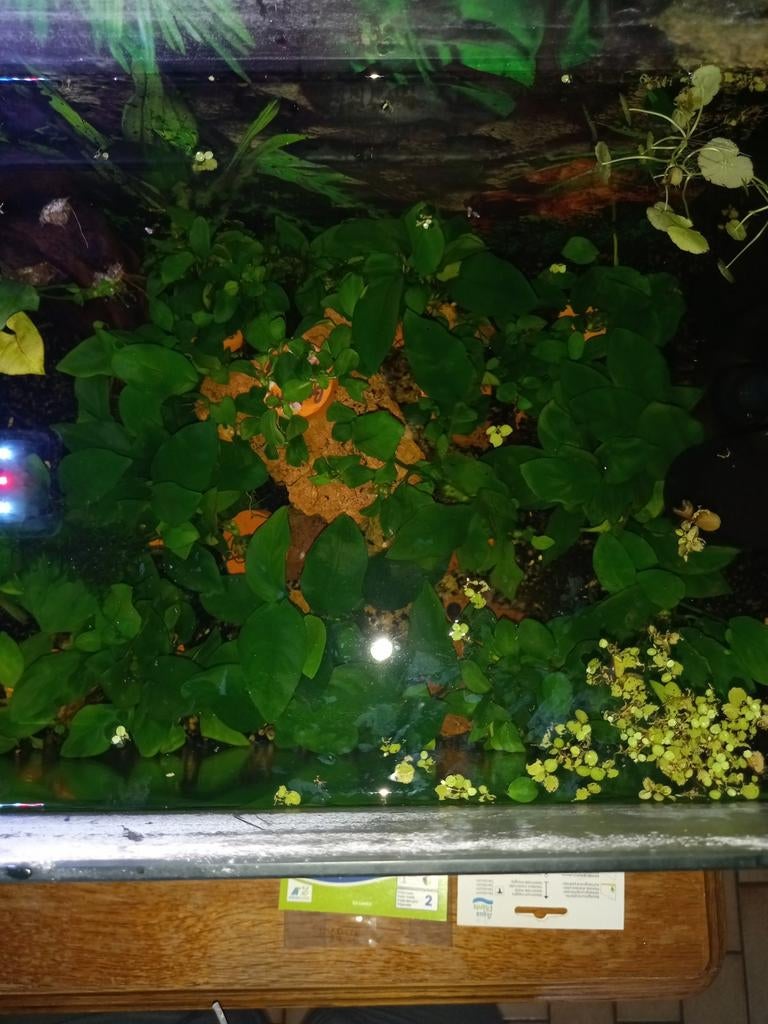 Anubias