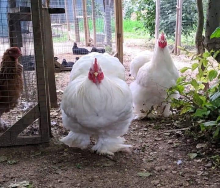 Je cherche des œufs fécondés de  Cochin geantes blanches, Animaux & Accessoires, Enlèvement ou Envoi, Neuf, Autres types