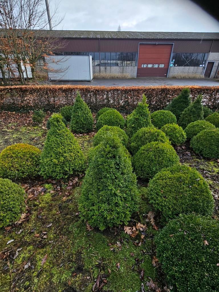 Buxus vormbomen, Enlèvement, Buis
