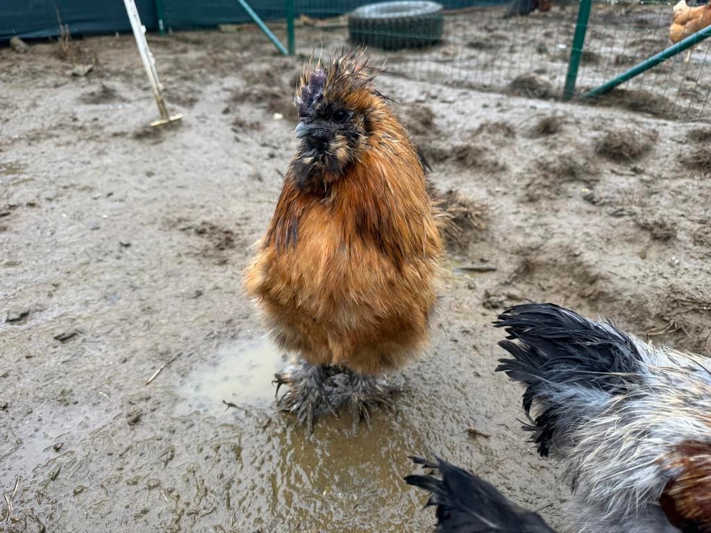 Zijdehoen haantjes, Dieren en Toebehoren
