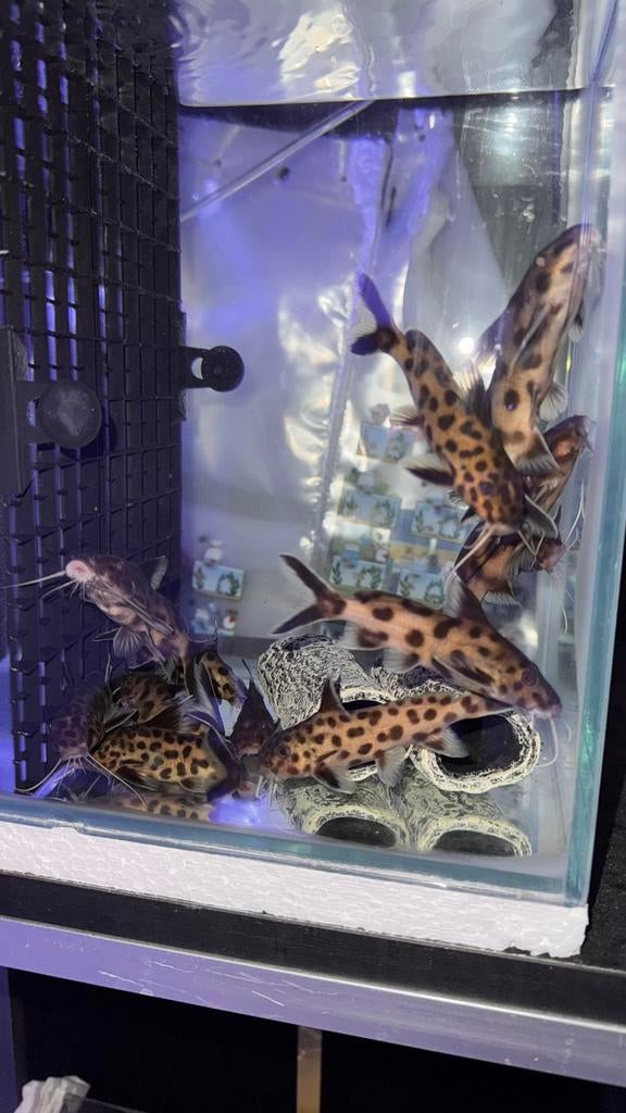 Wildvang Groep Synodontis Polli White, Dieren en Toebehoren, Vis, Zoetwatervis, Schoolvis