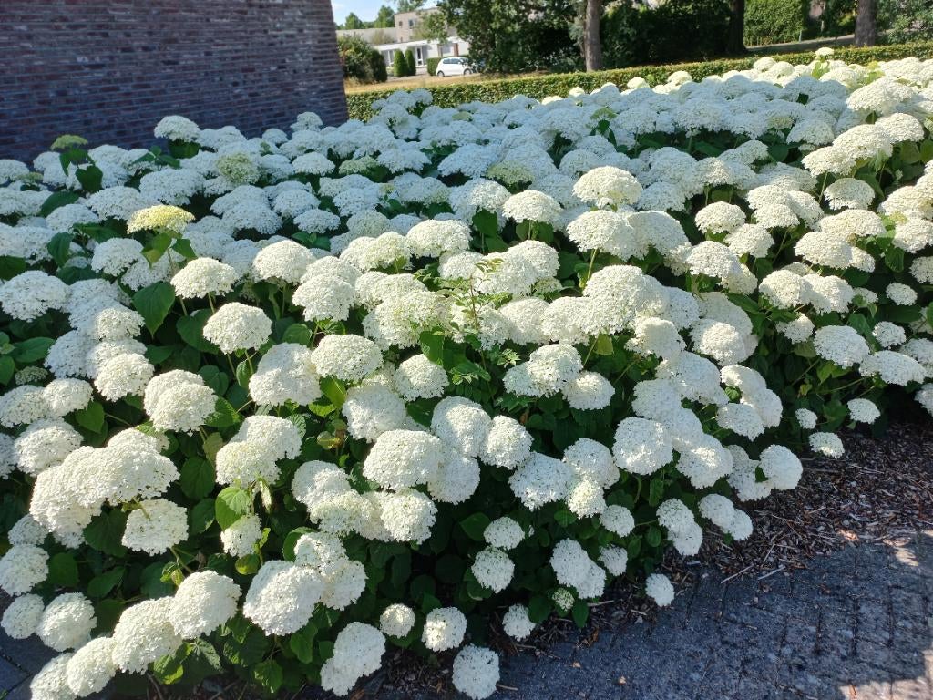 Hortensia strong annabelle, Tuin en Terras, Volle zon, Vaste plant, Zomer, Ophalen