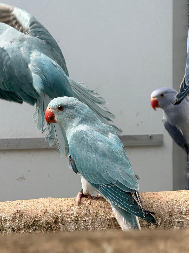 Jonge halsbandparkieten halsband parkiet om tam te maken, Plusieurs animaux, Perruche, Domestique