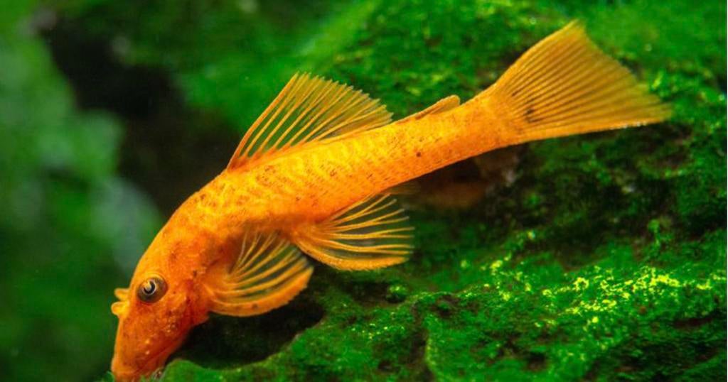 Pleco L144 Red Eye Lemon (Ancistrus), Poisson, Poisson d'eau douce, Banc de poissons