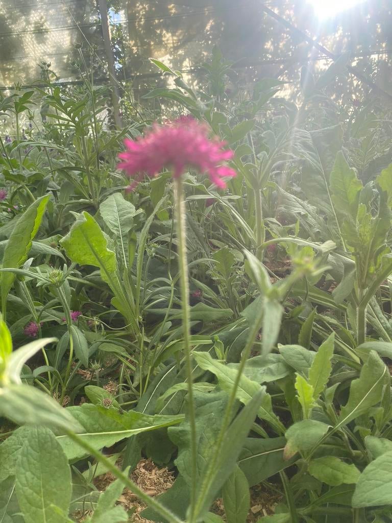 Knautia mecedonica, Vaste Plant, Tuin en Terras, Planten | Tuinplanten, Vaste plant, Volle zon, Ophalen