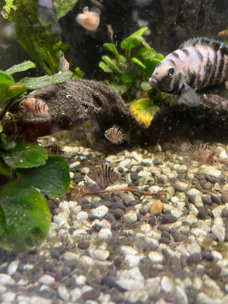 Baby chicliden verkrijgbaar!!, Dieren en Toebehoren, Vis, Zoetwatervis