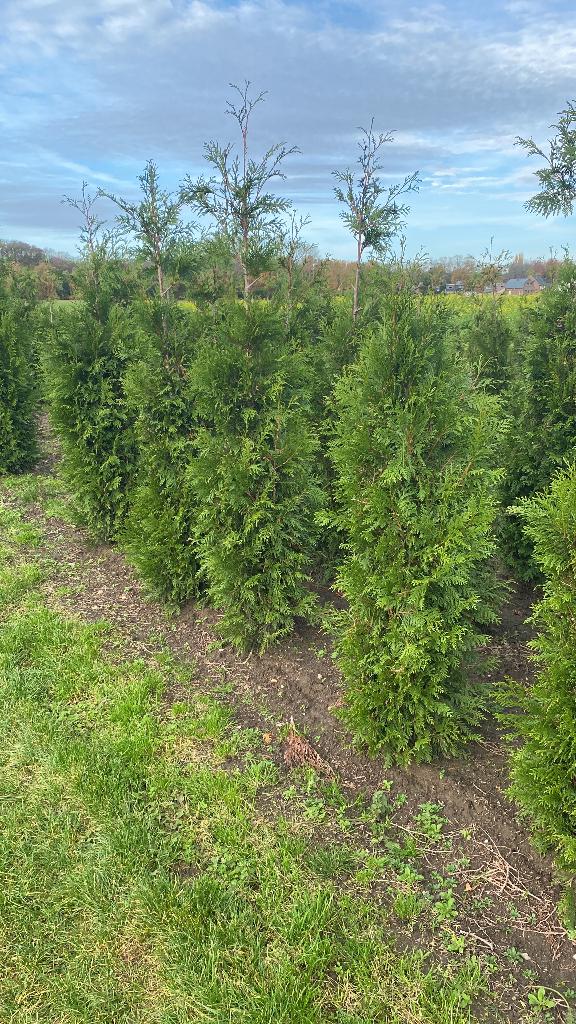 Thuja Martin, Tuin en Terras, Ophalen, Conifeer, Haag, 100 tot 250 cm