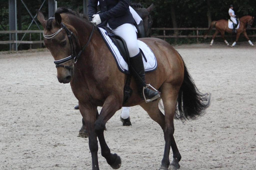 Horsegear wedstrijd dekje, Dieren en Toebehoren, Ophalen of Verzenden