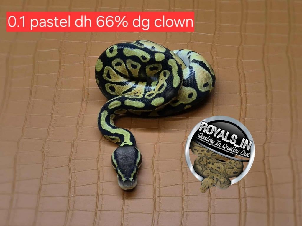 Ball python/python regius/konings python, Dieren en Toebehoren, Reptielen en Amfibieën