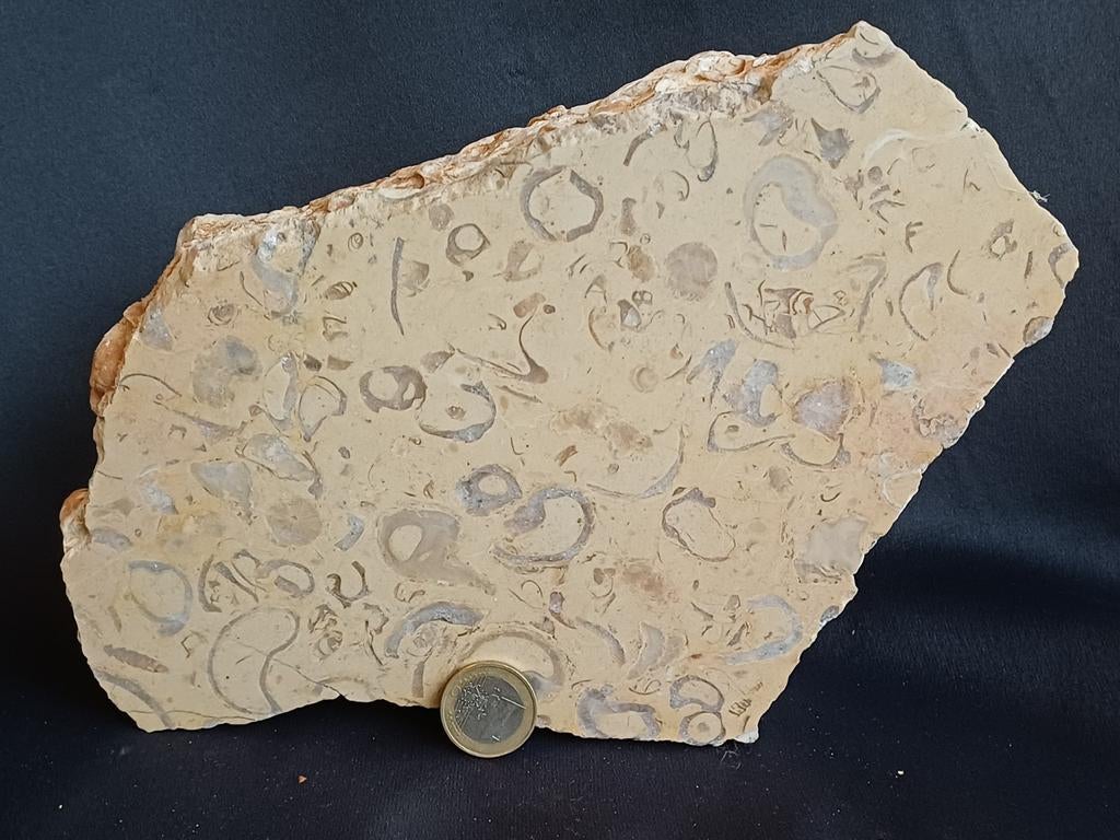 Fossile spécialement cristallisé et poli, Enlèvement ou Envoi, Fossile