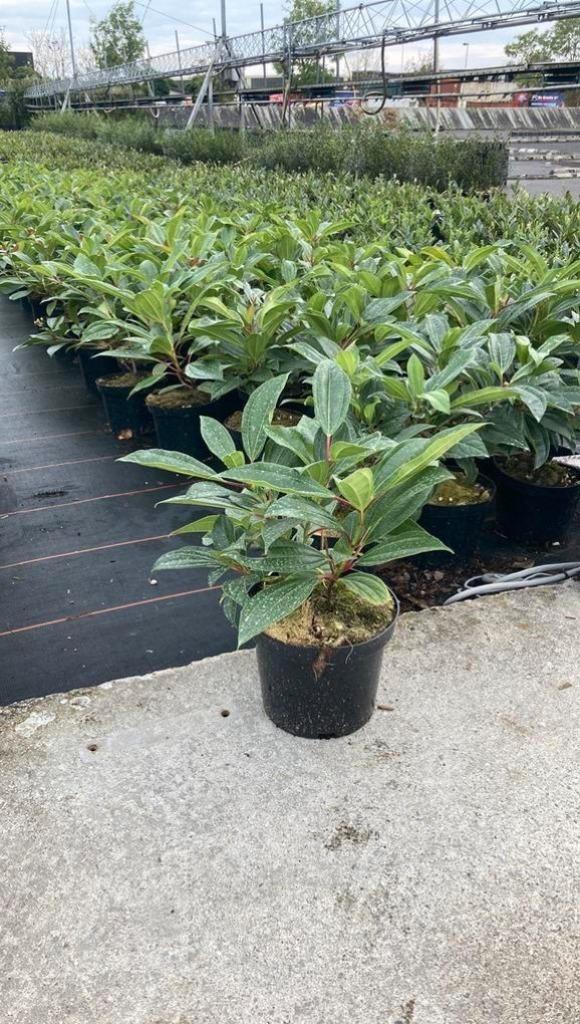 Viburnum davidii, Hagen en Sierheesters