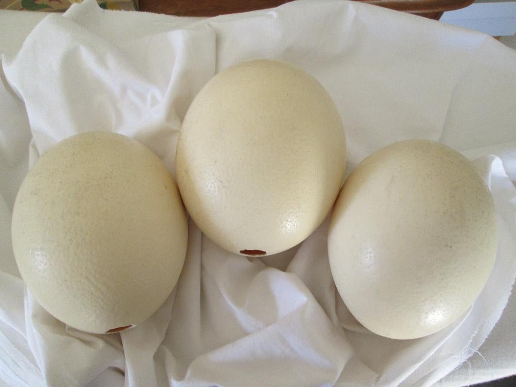 3 struisvogeleieren van 15 en 16 cm, Enlèvement ou Envoi, Comme neuf, Autres types