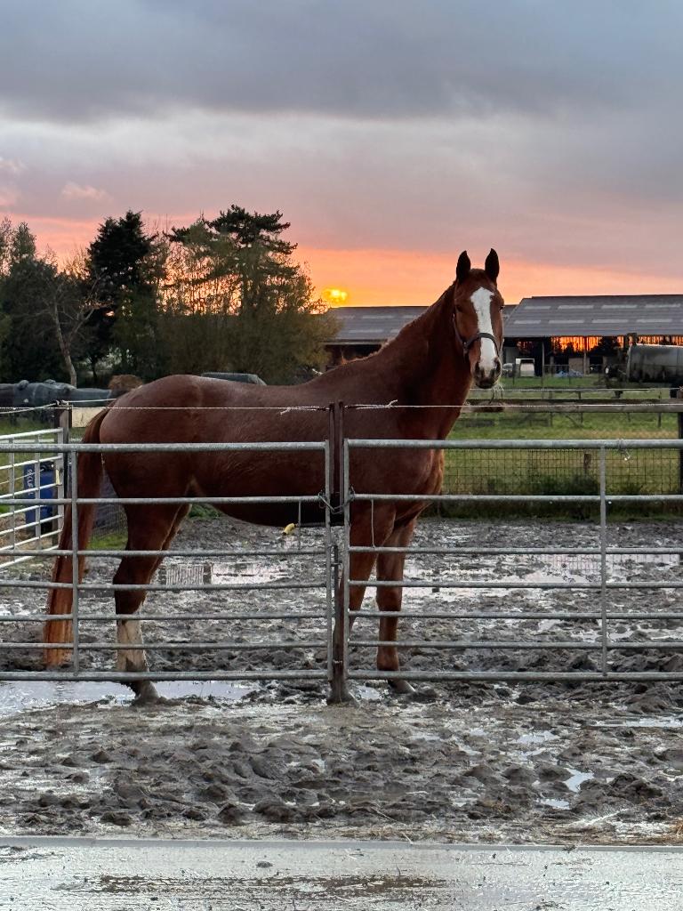 Paard te koop, Animaux & Accessoires, Chevaux, Hongre, Débourré, 165 à 170 cm, 3 à 6 ans, Cheval de saut, Avec pedigree, Avec puce électronique